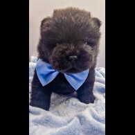 Chow Chow - Both