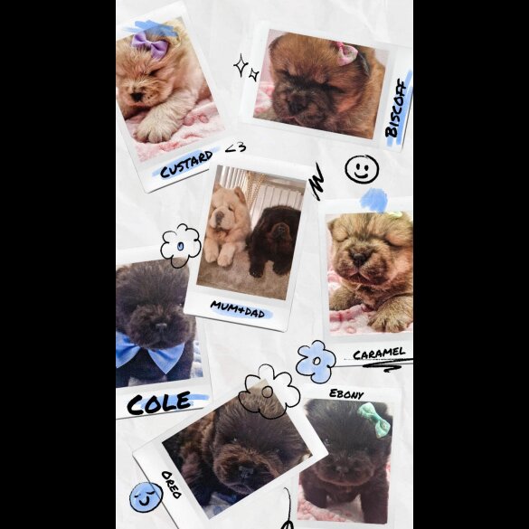 Chow Chow - Both