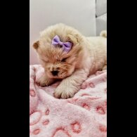 Chow Chow - Both