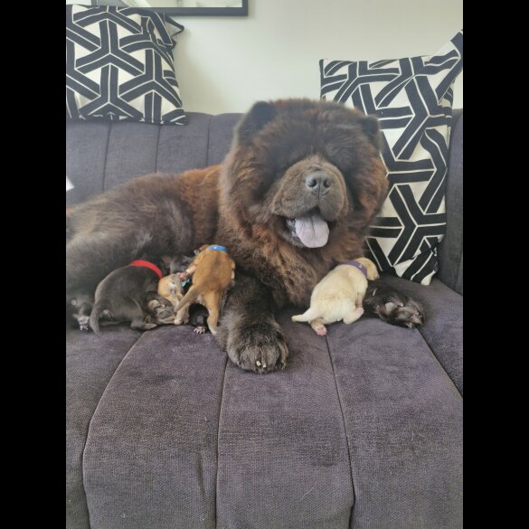 Chow Chow - Both