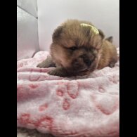 Chow Chow - Both