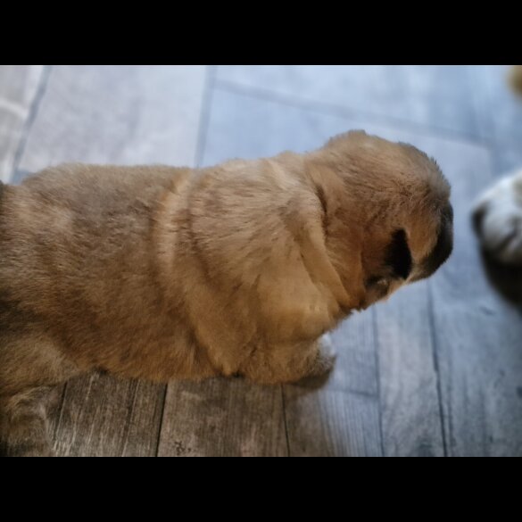 Chow Chow - Dogs