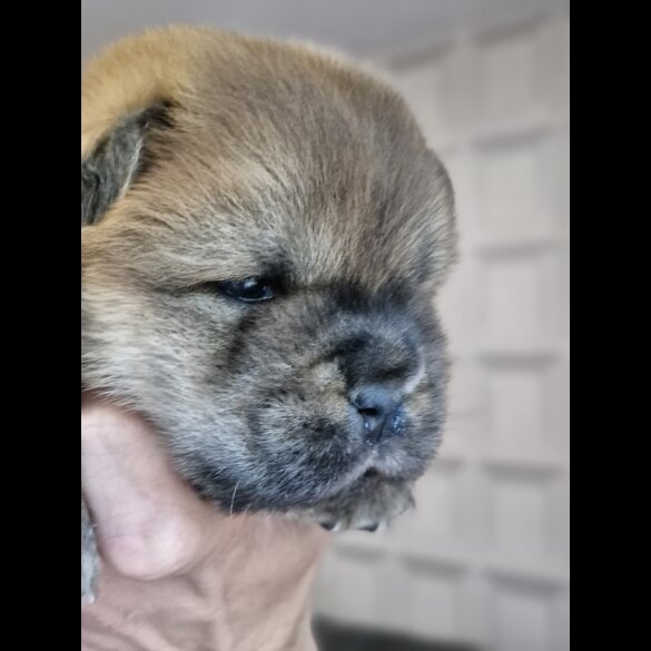 Chow Chow - Dogs