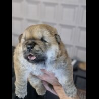 Chow Chow - Dogs