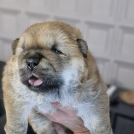 Chow Chow - Dogs