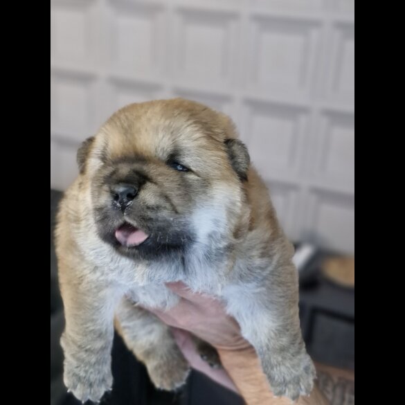 Chow Chow - Dogs