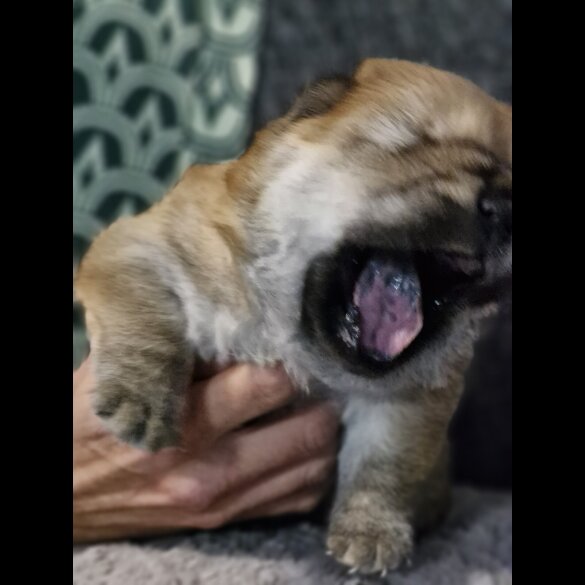 Chow Chow - Dogs