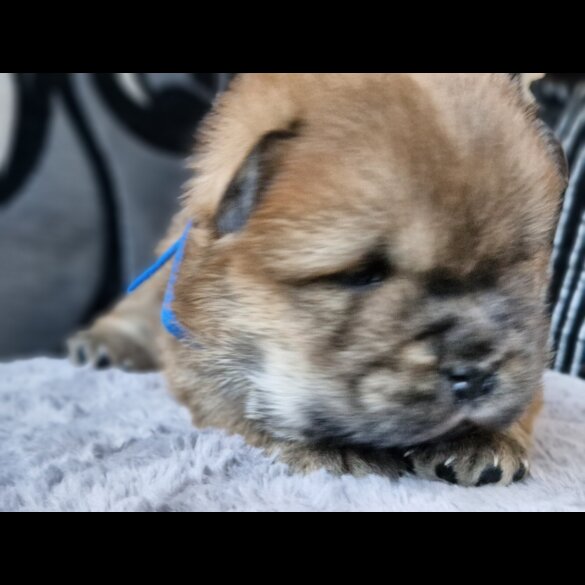 Chow Chow - Dogs