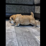 Chow Chow - Dogs
