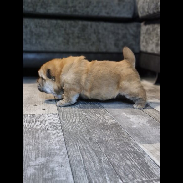 Chow Chow - Dogs