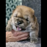Chow Chow - Dogs