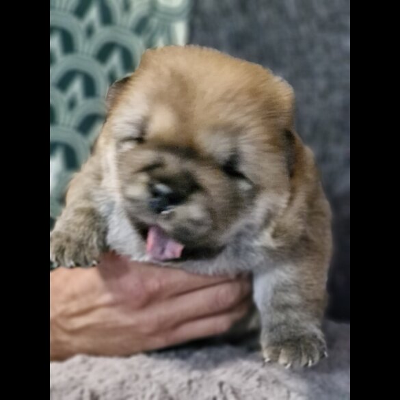 Chow Chow - Dogs