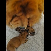 Chow Chow - Dogs