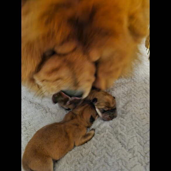 Chow Chow - Dogs