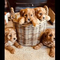 Cavapoo - Both