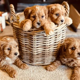 Cavapoo - Both