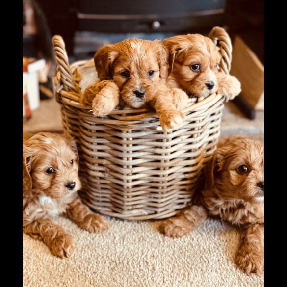 Cavapoo - Both