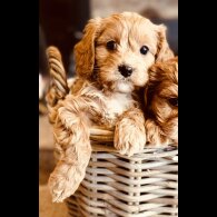 Cavapoo - Both