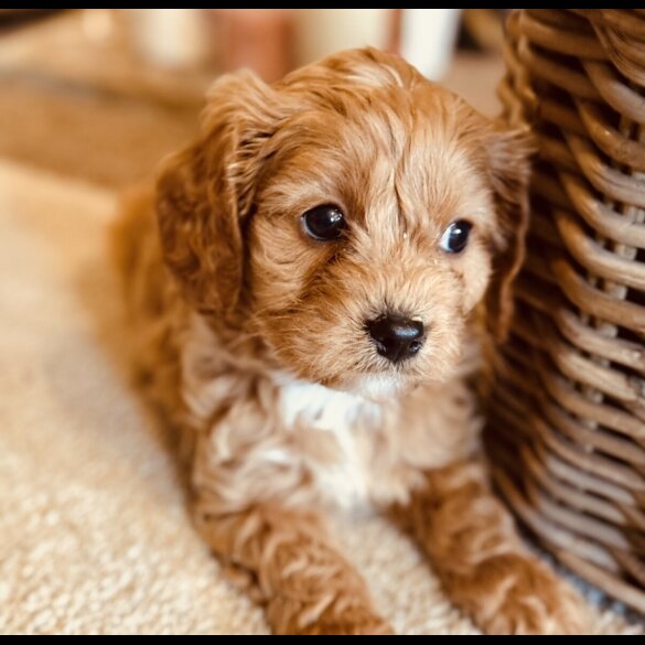 Cavapoo - Both