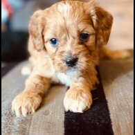 Cavapoo - Both