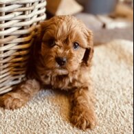 Cavapoo - Both