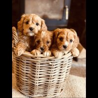 Cavapoo - Both