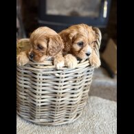 Cavapoo - Both