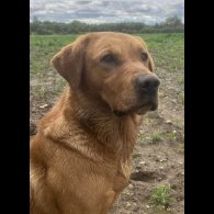 Labrador Retriever - Both