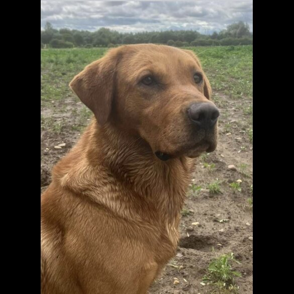 Labrador Retriever - Both