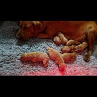 Labrador Retriever - Both