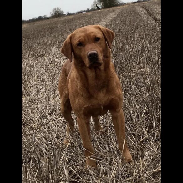 Labrador Retriever - Both