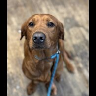 Labrador Retriever - Both
