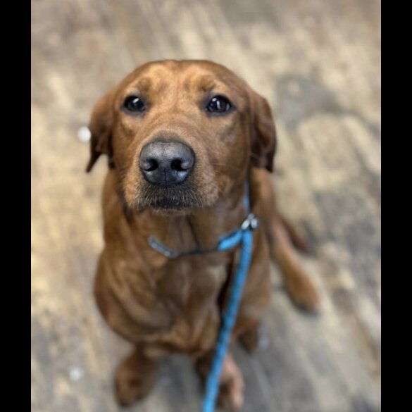 Labrador Retriever - Both