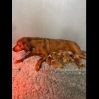 Labrador Retriever - Both