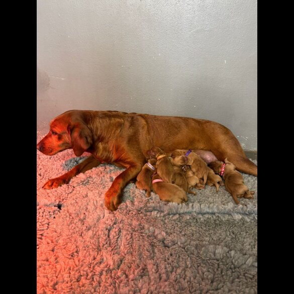Labrador Retriever - Both