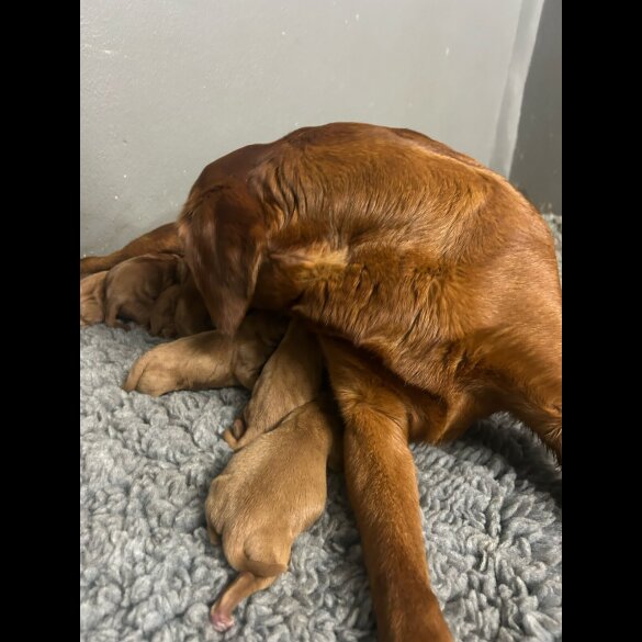 Labrador Retriever - Both
