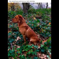 Labrador Retriever - Both