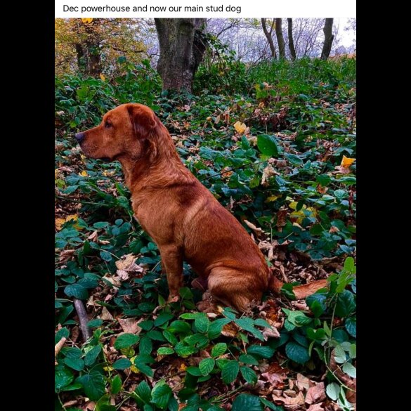 Labrador Retriever - Both
