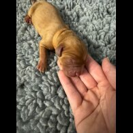 Labrador Retriever - Both