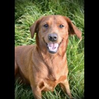 Labrador Retriever - Both