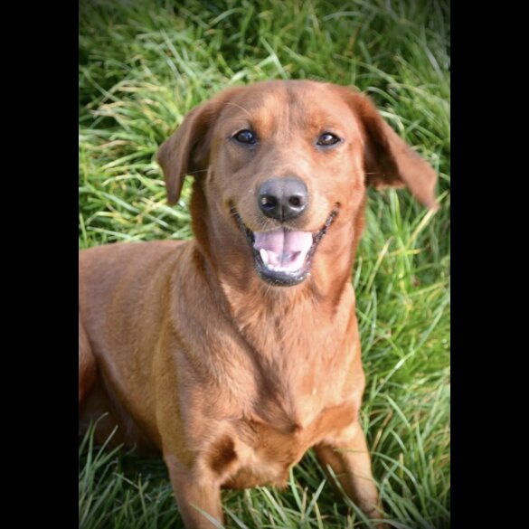 Labrador Retriever - Both