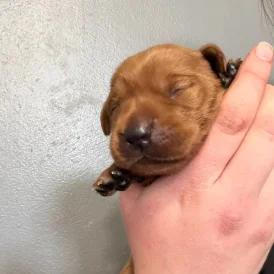 Labrador Retriever - Both