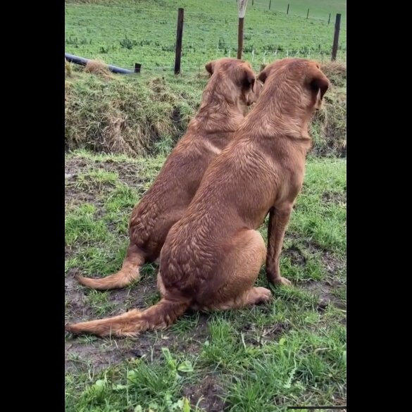 Labrador Retriever - Both