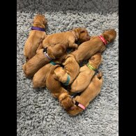 Labrador Retriever - Both