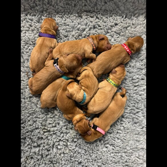 Labrador Retriever - Both