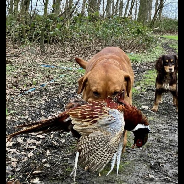 Labrador Retriever - Both