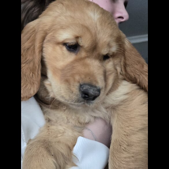 Golden Retriever - Both