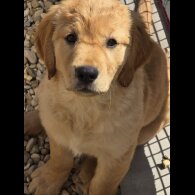 Golden Retriever - Both