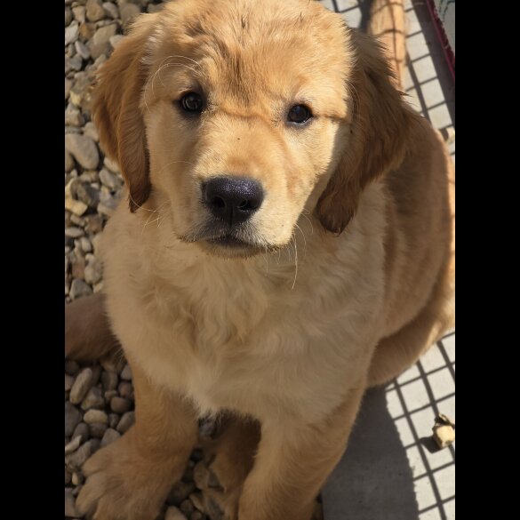 Golden Retriever - Both