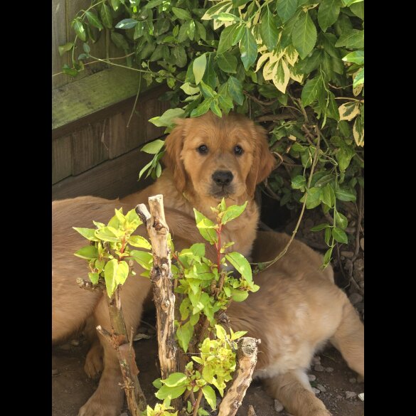Golden Retriever - Both